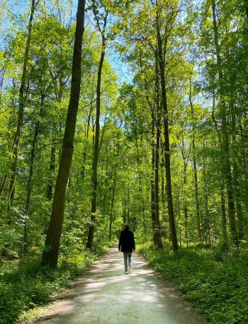Spaziergang im Wald: Gehmeditation. Zu sehen ist eine Person von hinten, die auf einem Weg durch grünen, sonnigen Wald spaziert